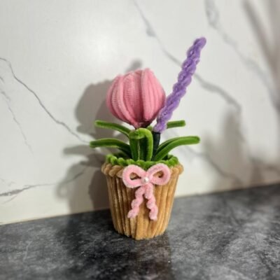 Lavender Tulip