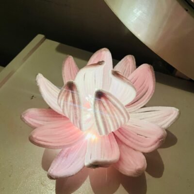 Lotus Bloom