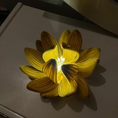 Lotus Bloom